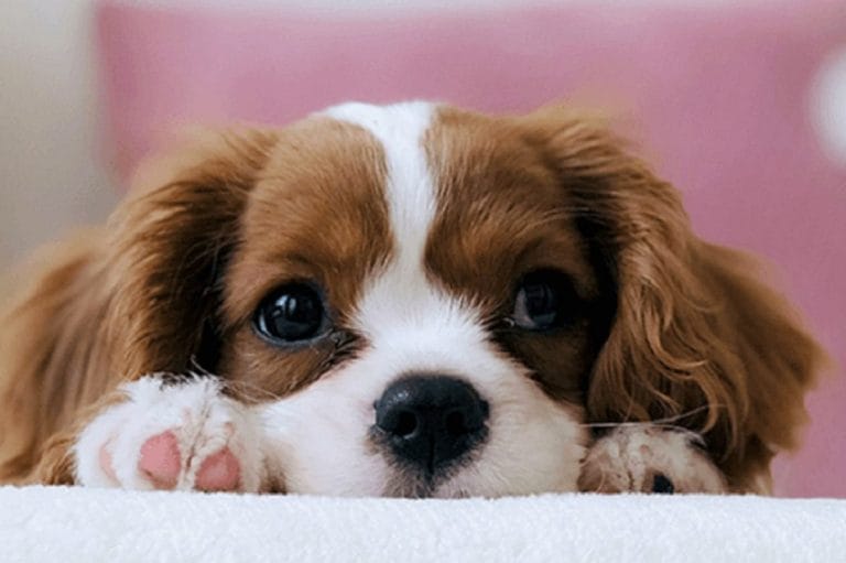 CORSO ECM GRATUITO : Evoluzione del ruolo dell’animale da affezione – significato storico e impatto sociale. Fino al 11-03-2025